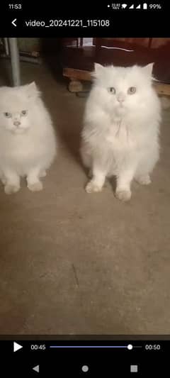 Cat pair for sale. . .