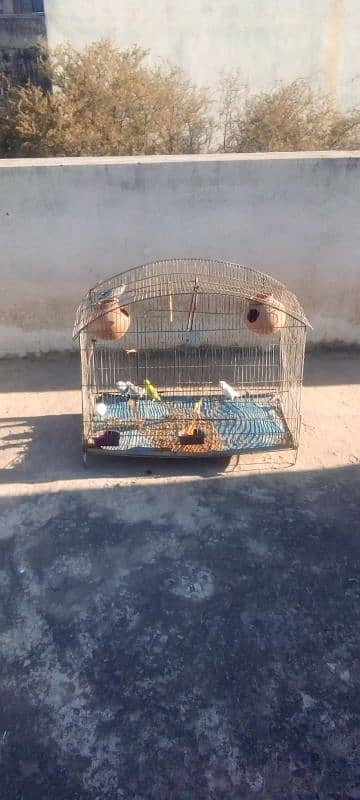 _For Sale: 5 Healthy Australian Budgies with mega cage  big  sale_ 1