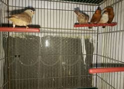 Full Orange Finches