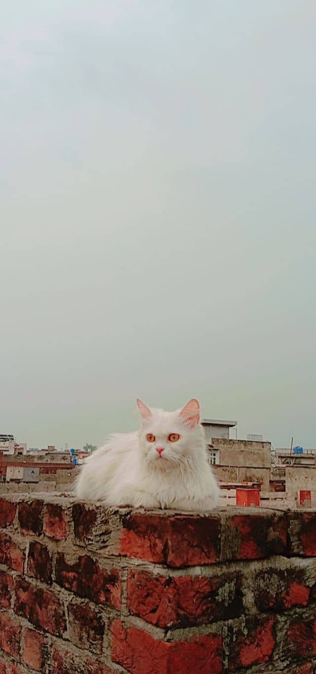 Persian cat (double coat) 3