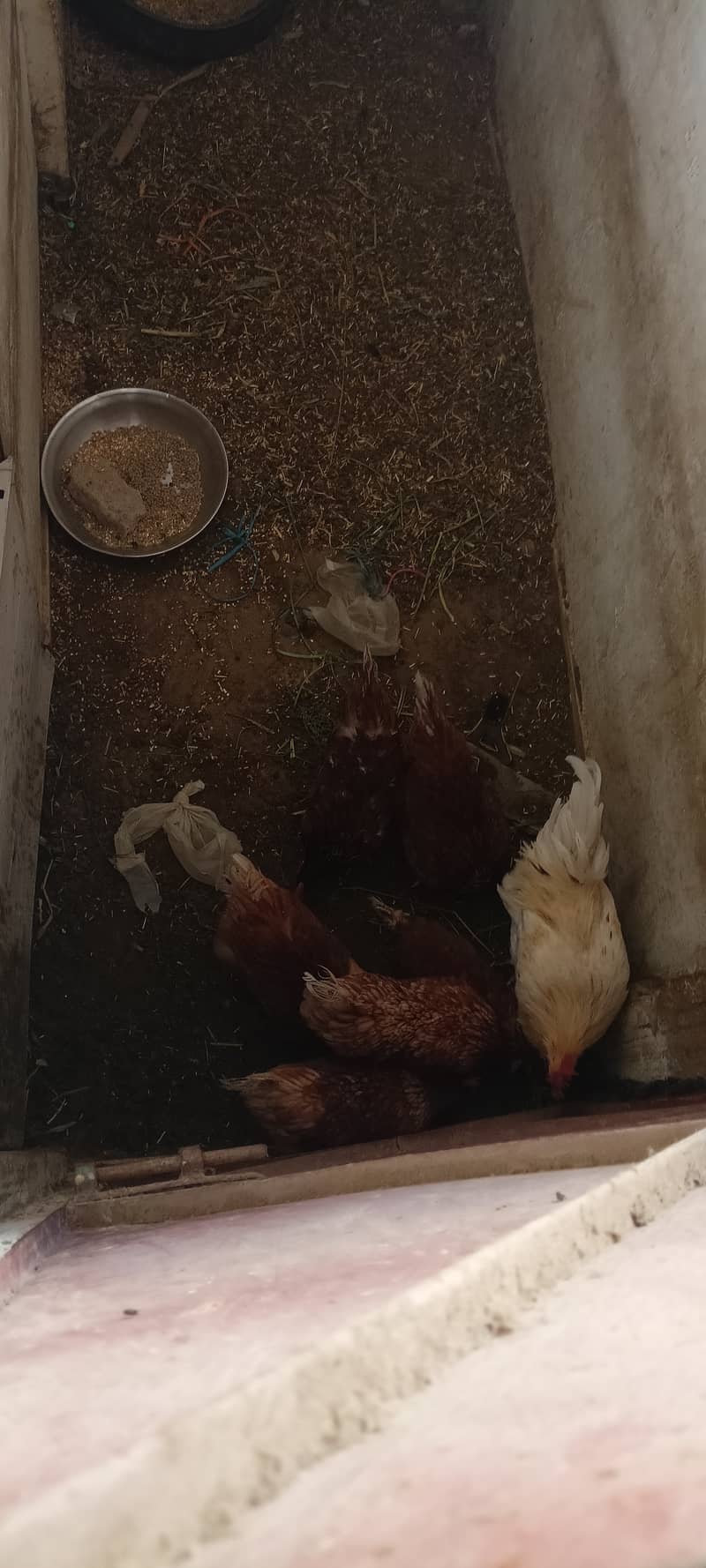 Egg laying lohmann brown hens 2