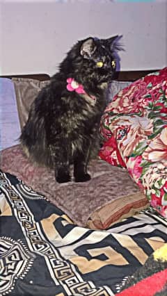 9 months  persian cat