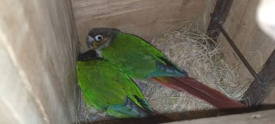 green chik cnour 2 pair 1 male ful healthy active