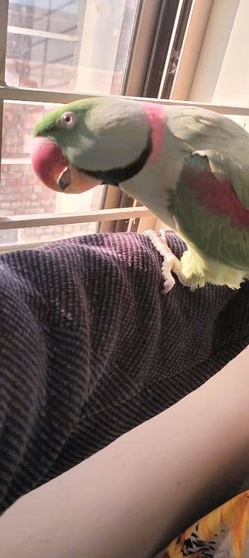 Pair Raw parrot/ parrot/ hand taimed 0