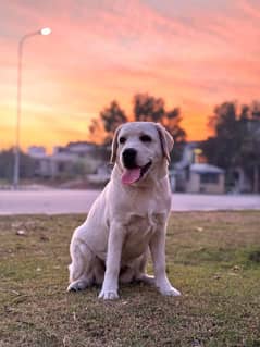 Labrador female puppy for sale