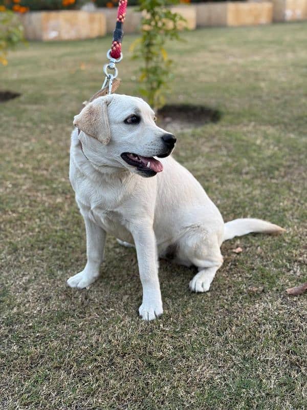 Labrador female puppy for sale 1