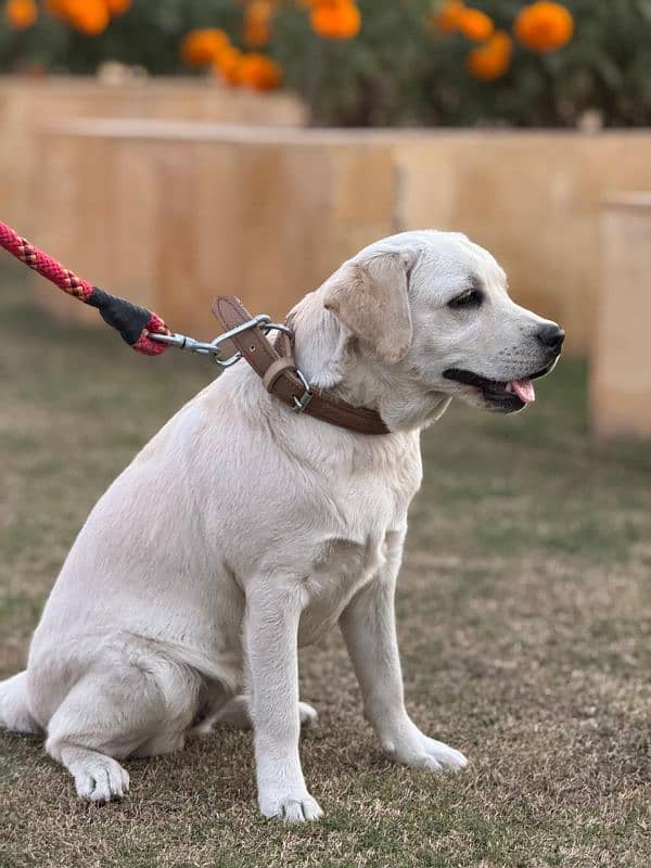 Labrador female puppy for sale 2