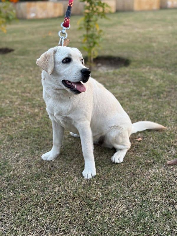 Labrador female puppy for sale 3