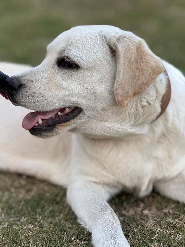 Labrador female puppy for sale 4