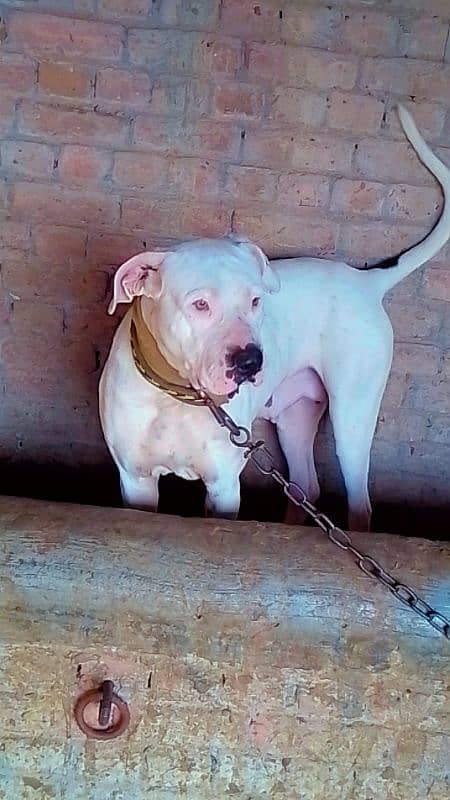 Buli gultara female for sale healthy and family corporative 1