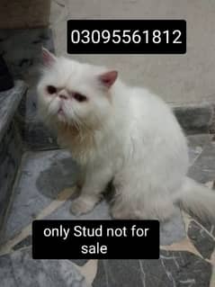 Piki face Male Cat Available For StUd service