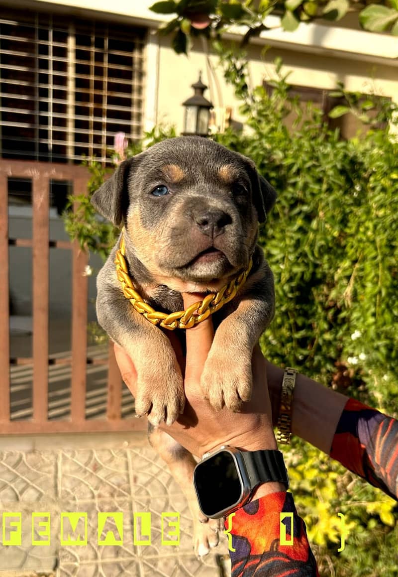 American bully pitbull 1