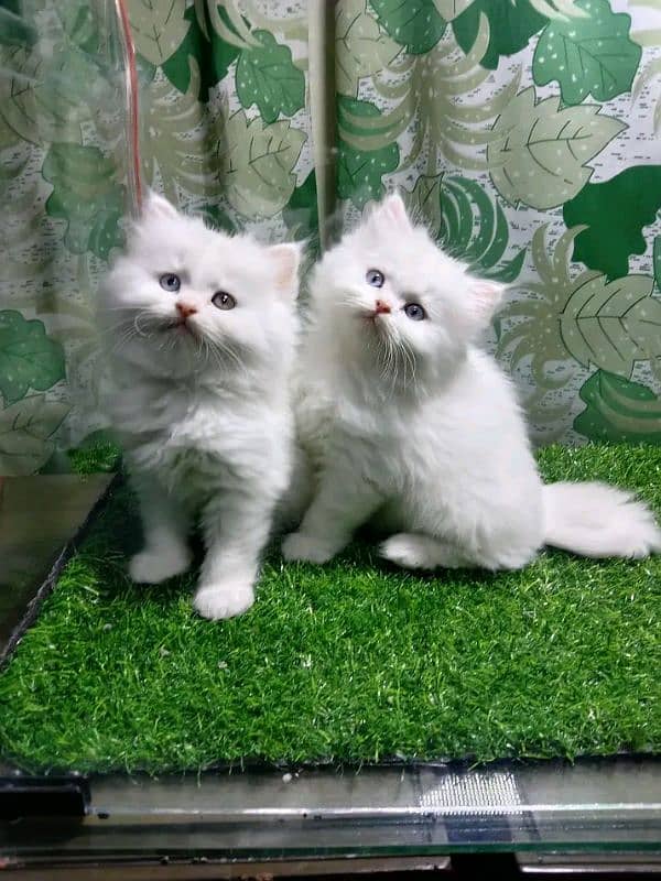 Persian kittens for sale Only contact whatup 03292450497 1