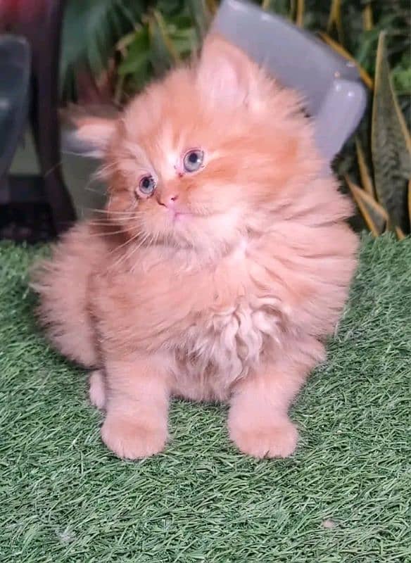 Persian kittens for sale Only contact whatup 03292450497 3