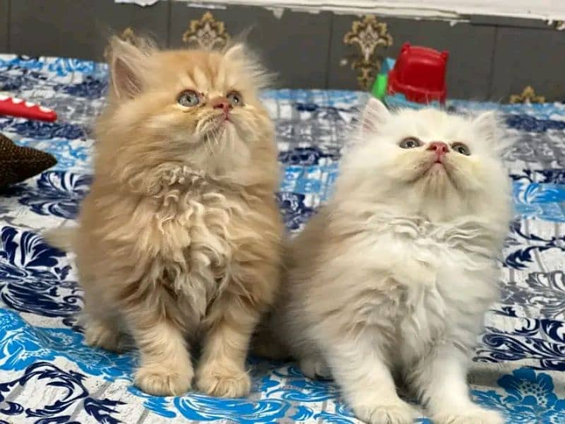 Persian kittens for sale Only contact whatup 03292450497 4