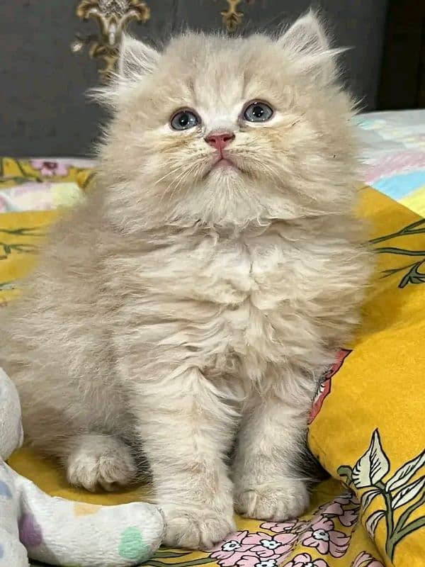 Persian kittens for sale Only contact whatup 03292450497 5