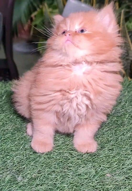 Persian kittens for sale Only contact whatup 03292450497 6