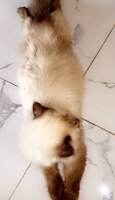 Himalayan Cat 1