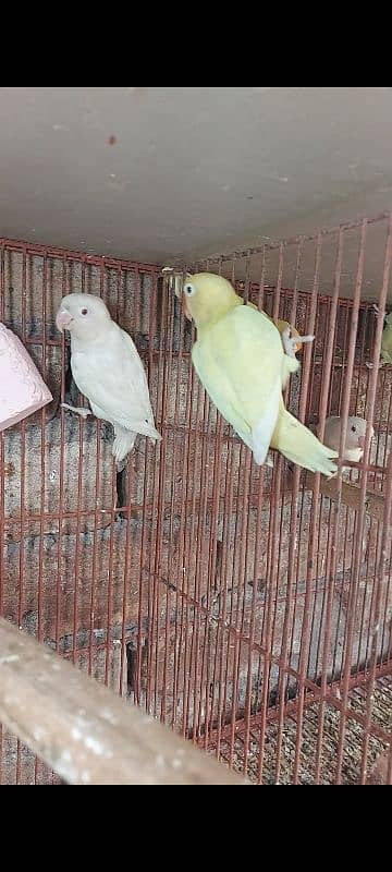 lovebirds whatsapp 03132738282 2