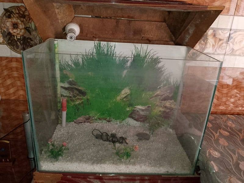 Fish aquarium 0