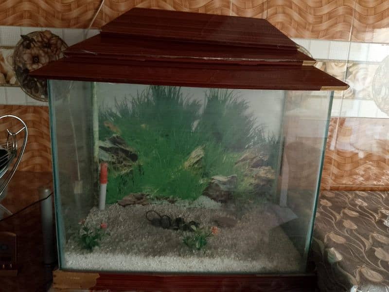 Fish aquarium 3