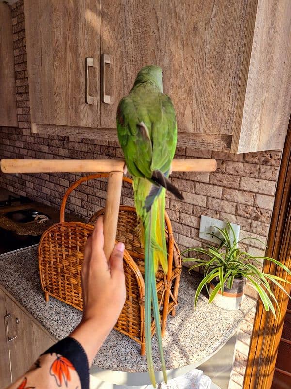 Green hand tamed parrot 0