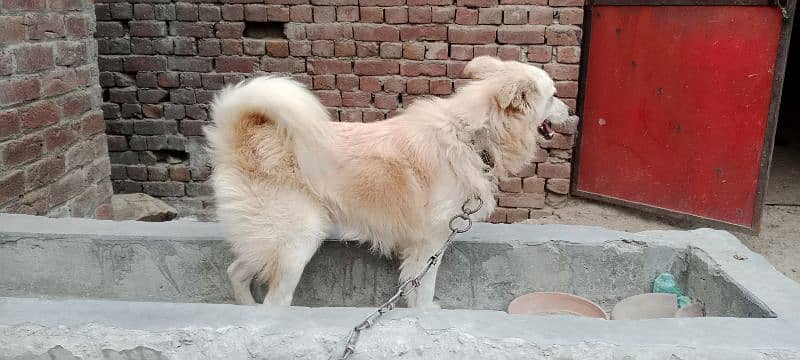 Russian cross dog for sale 2