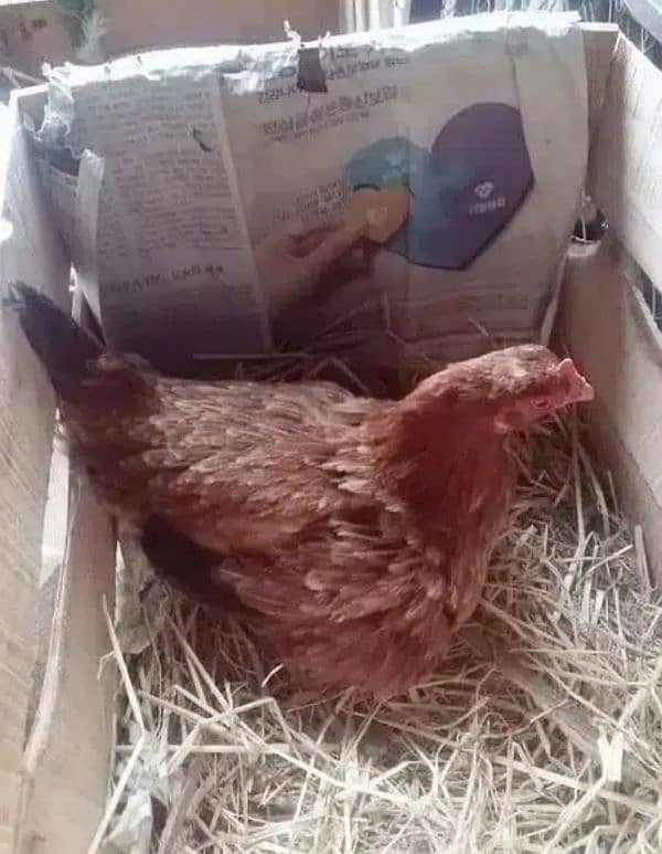 Broody hen Aseel breeder male بریدر 0