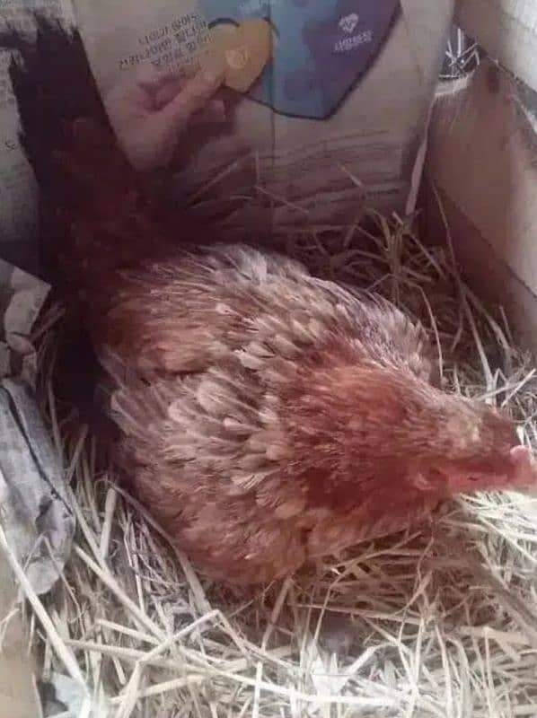 Broody hen Aseel breeder male بریدر 1