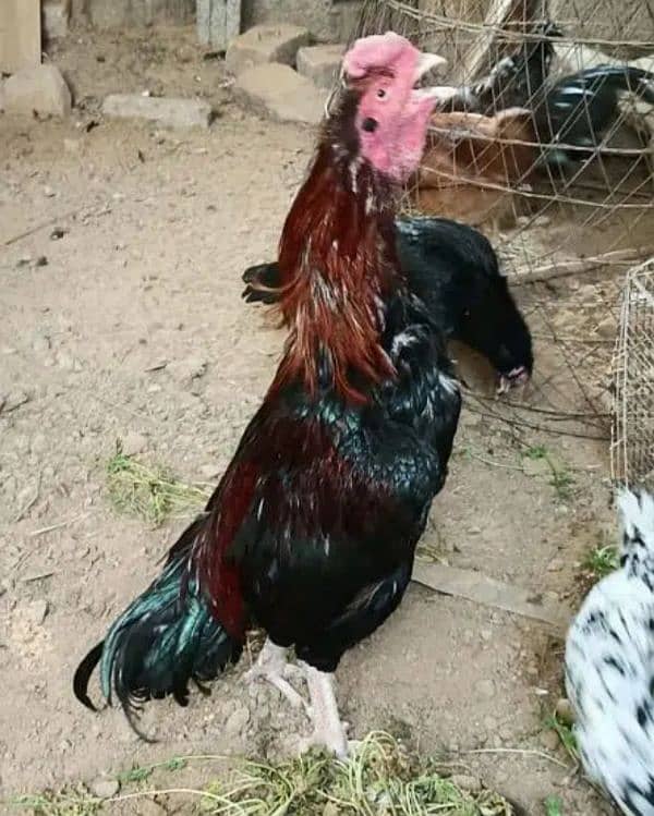 Broody hen Aseel breeder male بریدر 2