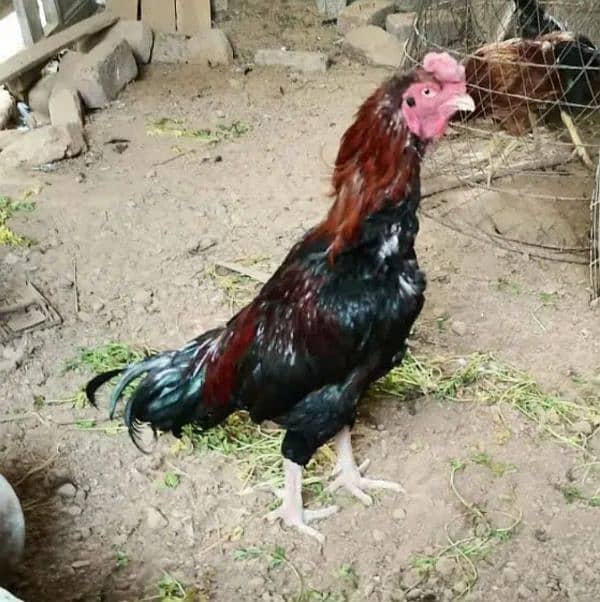 Broody hen Aseel breeder male بریدر 3