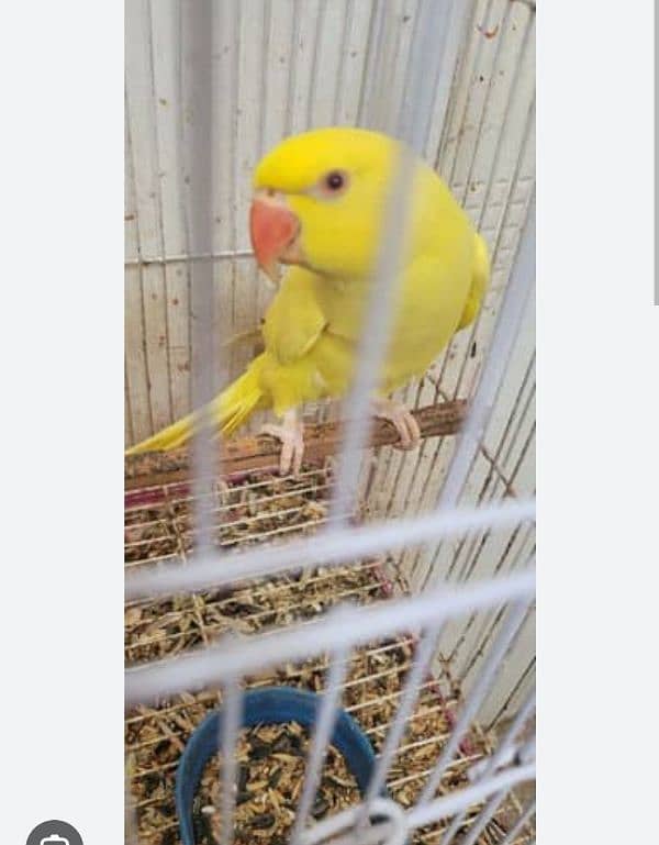 yellow Ringneck young male 0