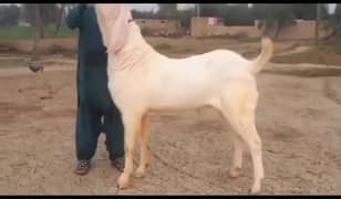 desi Bakra for sale WhatsApp number 03185729839)