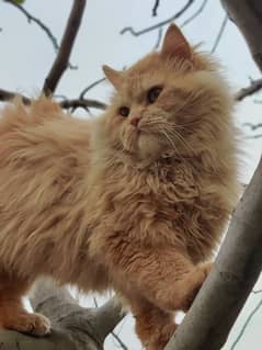 Persian male cat