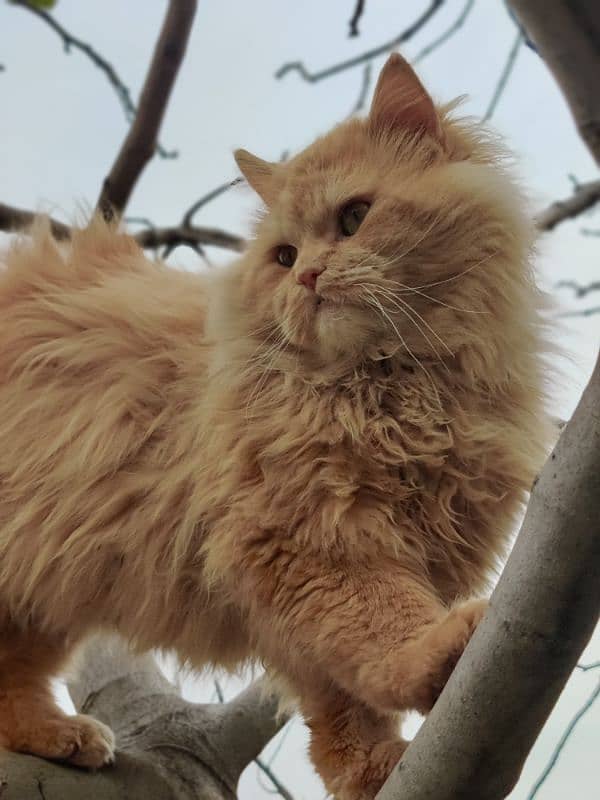 Persian male cat 0