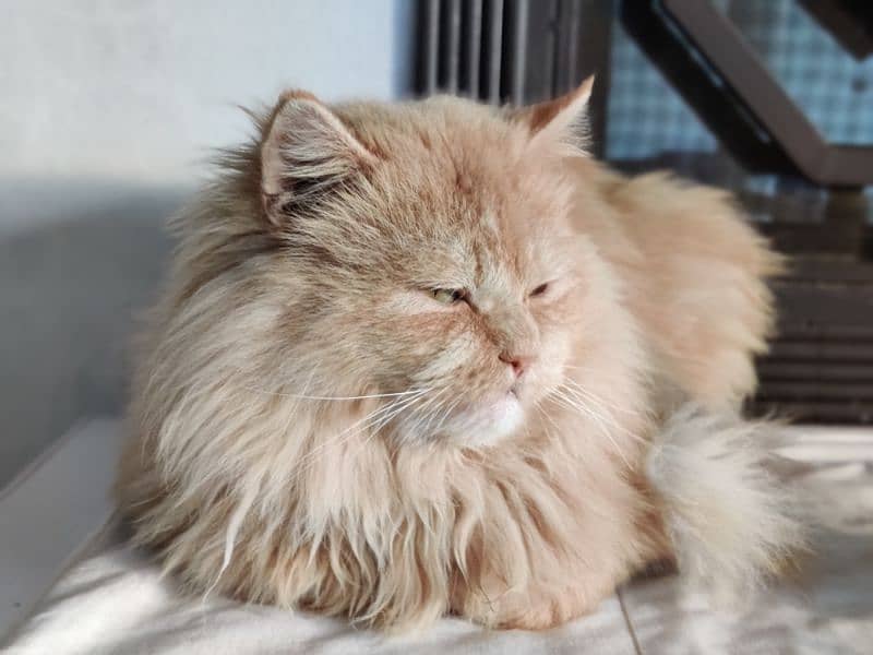 Persian male cat 1