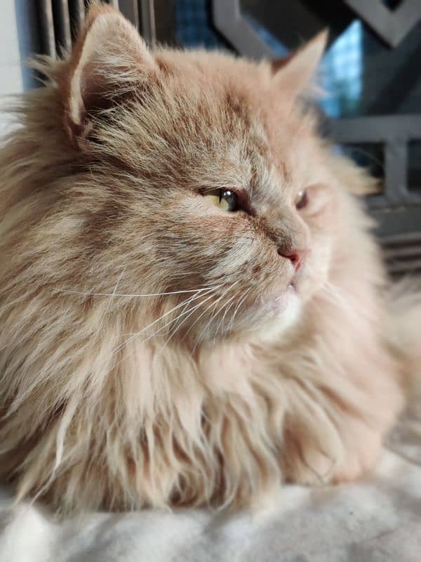 Persian male cat 2