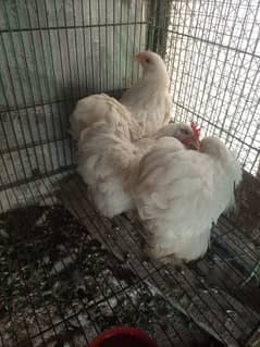 Bantam Hen