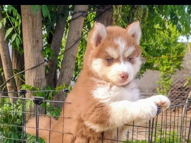 husky puppies 0336/1777/030 0