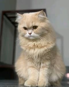 Persian Cat