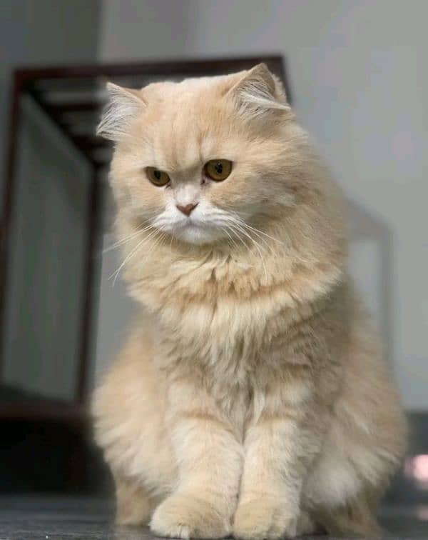 Persian Cat 0