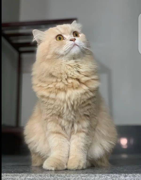 Persian Cat 2