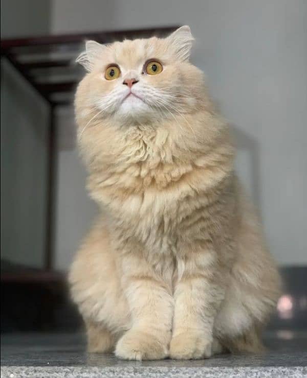 Persian Cat 3