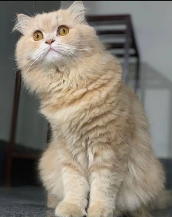 Persian Cat 4