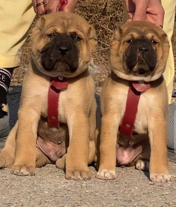 Kurdish Kangal security Dog 2 month pair for sale heavy bone 0