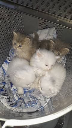 Kittens