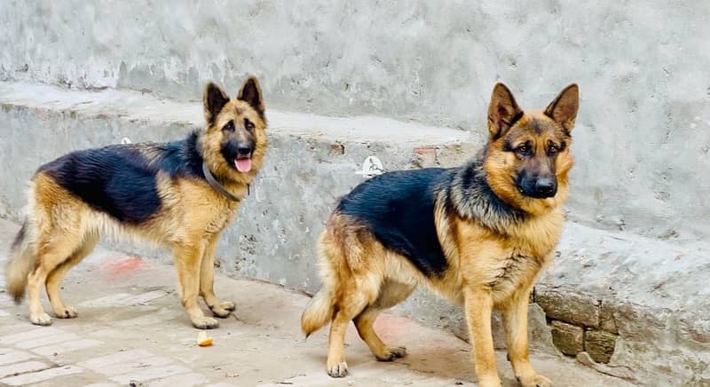 German Shepherd pair 03234696626 0