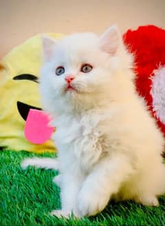 quality Persian panch face cate & kittan male female both available h