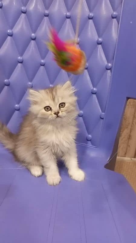 Persian semi punch female kitten 0