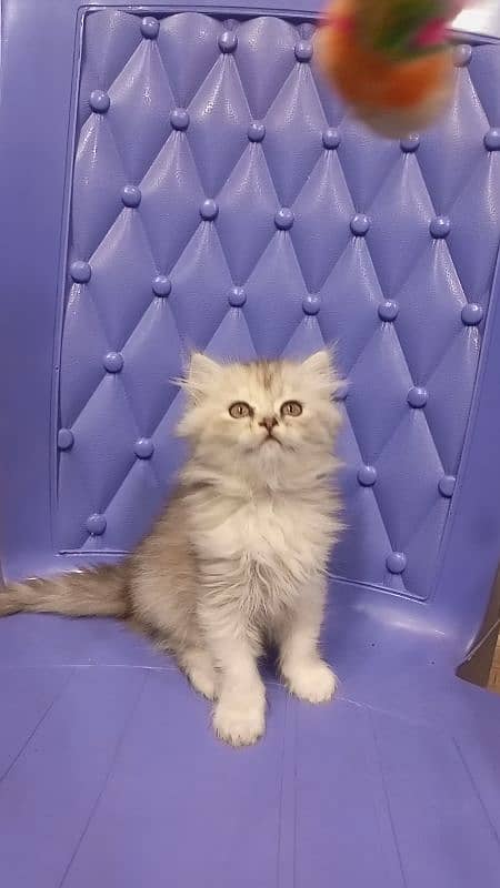 Persian semi punch female kitten 1